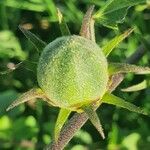 Hibiscus lunariifolius Fruto