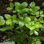 Guaiacum officinale Leaf
