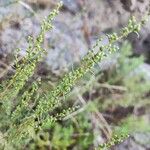 Artemisia campestrisBlomst