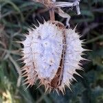 Datura stramonium Fruit