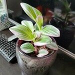 Tradescantia fluminensisЛист