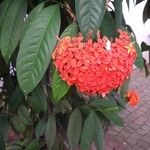 Ixora coccineaफूल