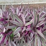 Tradescantia spathaceaLeaf