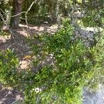 Nothofagus solandri Folha