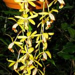 Dendrobium munificum Flor
