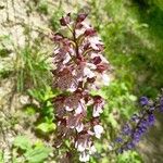 Orchis purpureaFlower