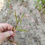 Persicaria minor 花