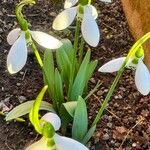 Galanthus elwesiiKvět