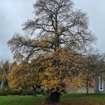 Castanea sativa 形态