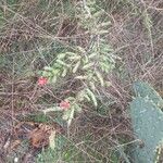 Cylindropuntia leptocaulis Folha