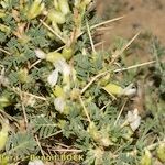 Astragalus armatus 整株植物