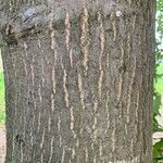 Quercus palustris Corteza