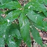 Cardamine heptaphylla Foglia