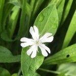 Silene noctiflora Virág