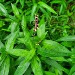 Persicaria maculosaBlüte