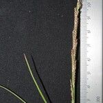 Paspalidium geminatum Otro