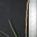 Setaria geminata Ostatní