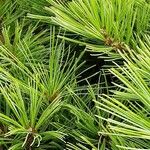 Pinus strobus Folha