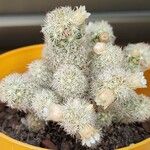 Mammillaria elongata Лист