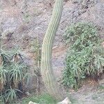 Pachycereus pringlei Leaf