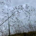 Agrostis capillarisFolio