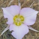 Calochortus macrocarpus Květ