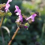 Lamium amplexicauleÇiçek