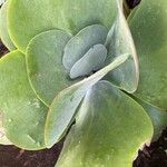 Kalanchoe tetraphylla List