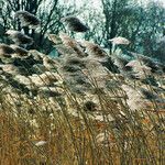 Phragmites australis Gyümölcs