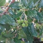 Arbutus andrachne Leaf