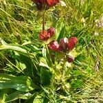 Gentiana purpurea अन्य