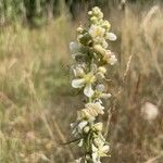 Verbascum lychnitis花