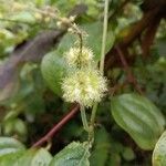 Tragia furialis Flor