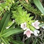 Echium decaisnei Цвят