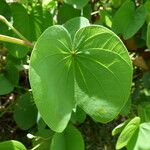 Bauhinia galpinii Leaf