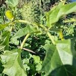 Datura ferox Leaf