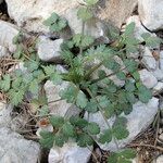 Pimpinella peregrina Хабит