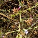 Plumbago europaea പുഷ്പം