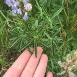 Lupinus argenteus Fuelha