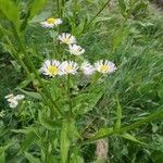 Erigeron annuusYaprak