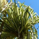 Pandanus tectorius Hoja