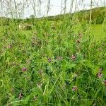 Vicia sativaFlower