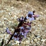 Penstemon leiophyllus 整株植物