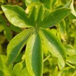Ipomoea cairica ഇല