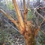 Salix caroliniana Bark