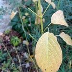 Cornus rugosa Feuille