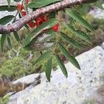 Sorbus aucupariaFulla