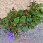 Campanula portenschlagiana عادت داشتن