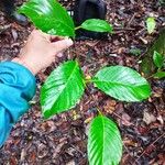 Pinzona coriacea Yaprak