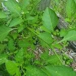 Solanum americanumLeaf